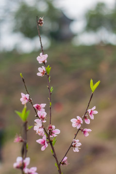 桃花