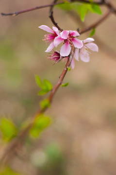 桃花