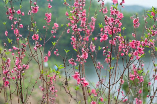 桃花
