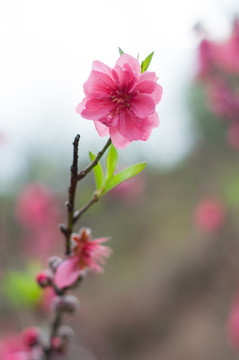 桃花