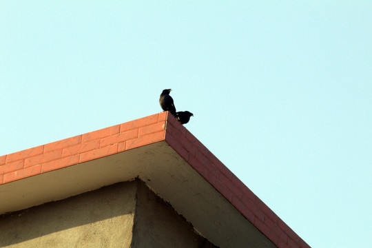 屋顶上的鸟