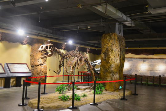 贵州古生物化石展
