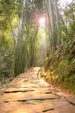 阳光 竹林 石板小路