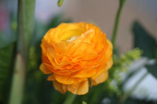 花毛茛