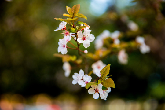 李花