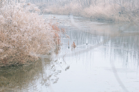 冬季 河边 黑水鸭