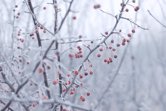 雪 冰 冷 季节 自然 海棠