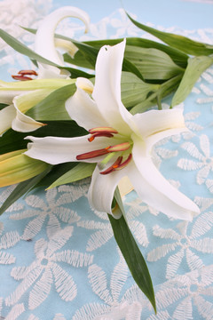 百合花蕾丝素白底纹