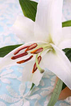 百合花
