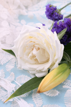白色玫瑰花蕾丝底纹