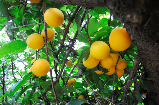 结满果实的杏树