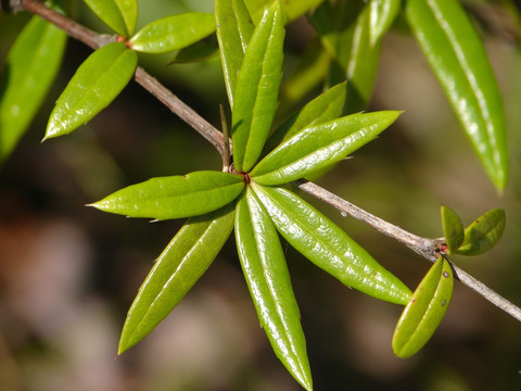 药用植物小檗