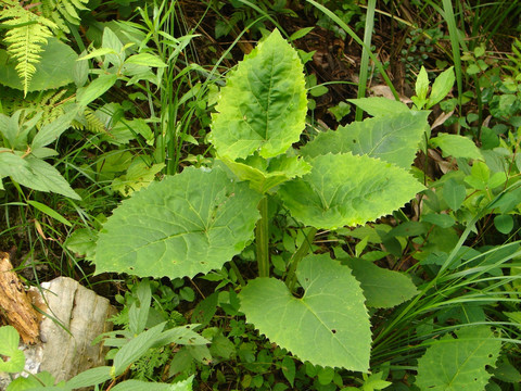 风毛菊