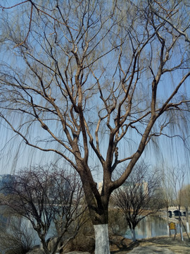 垂柳树