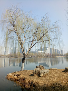 垂柳 柳芽