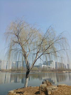 春天垂柳 垂柳树