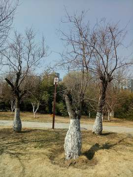 枣树干