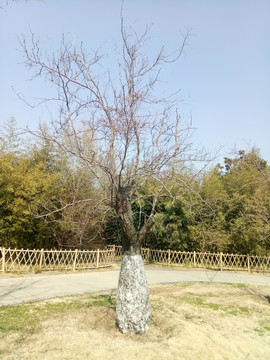 枣树干