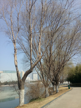 垂柳 柳芽