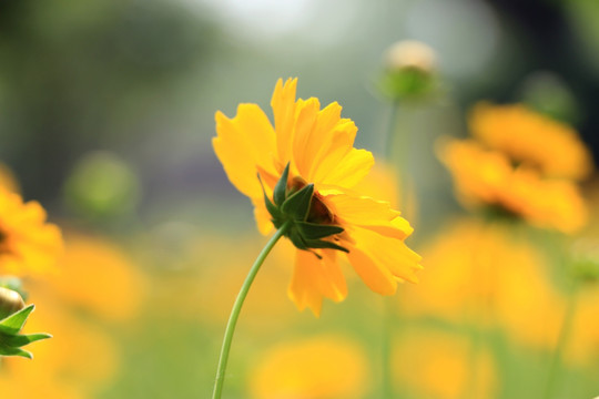 小黄花