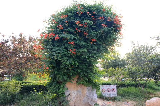 凌霄花