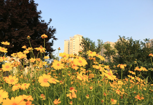 小黄花