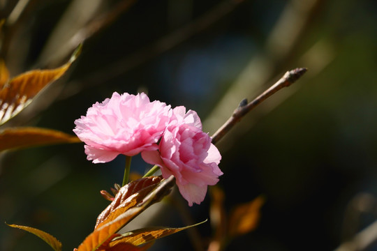 樱花