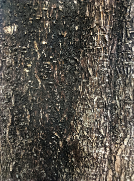 树木 皮 树皮 纹理 背景