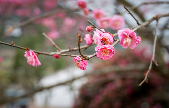 红梅花