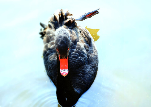 水面上的黑天鹅特写高清摄影素材