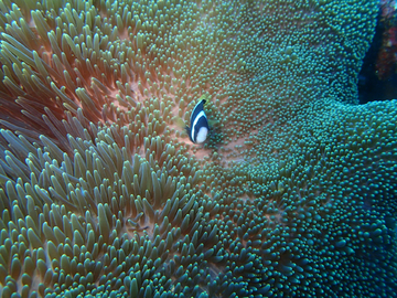 海底小丑鱼