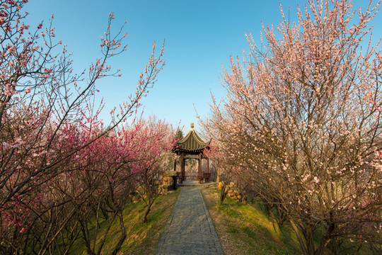 梅花山