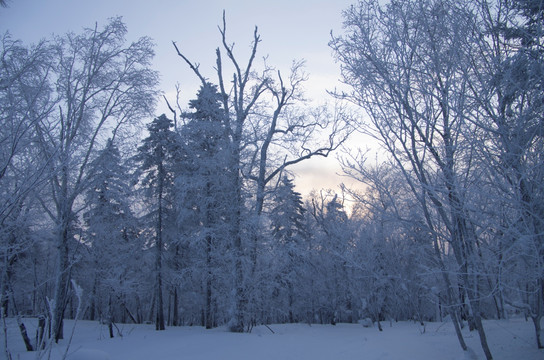 雪乡风景集合白桦林