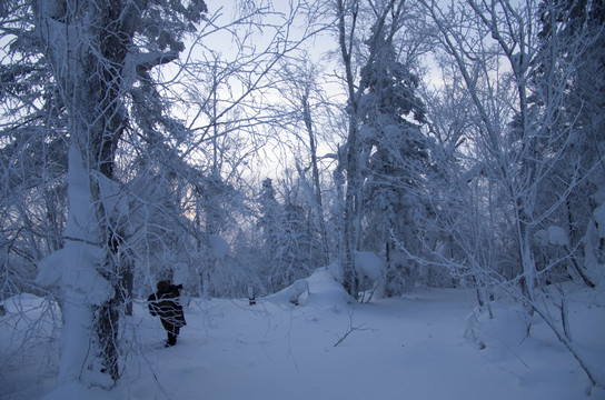 雪乡风景集合白桦林