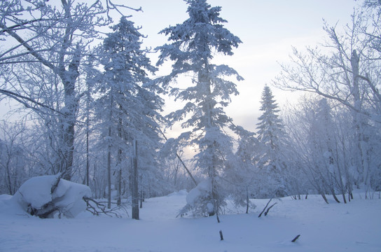 白桦树 森林 树林 雪 雪景