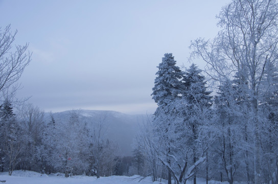雪乡风景集合白桦林