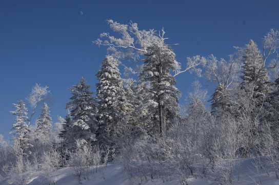 雪乡风景集合白桦林