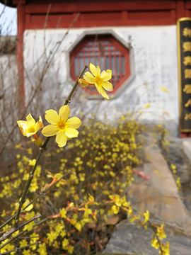 迎春花