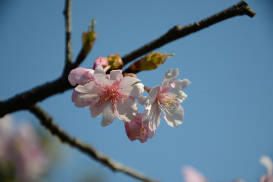 樱花