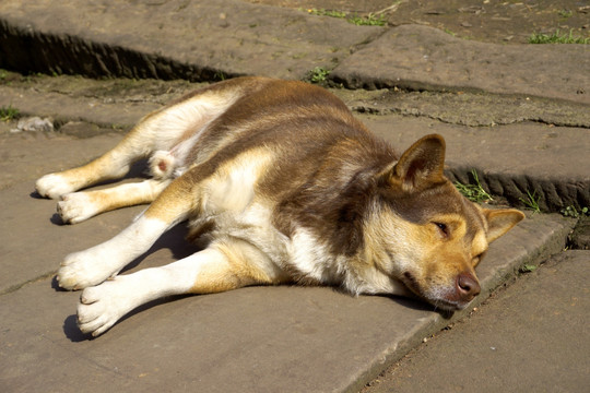 中华田园犬 晒太阳 睡觉