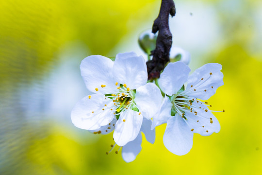 李子花