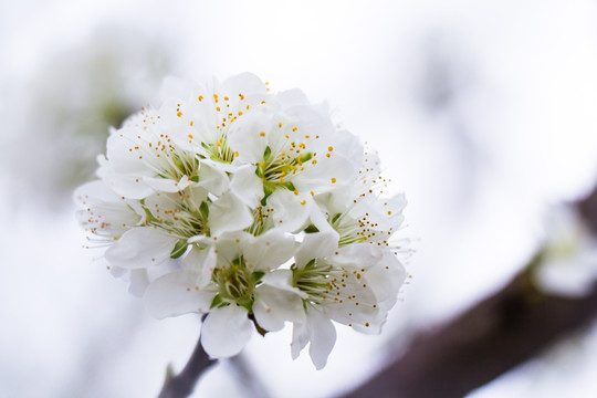 李子花