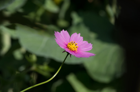 格桑花