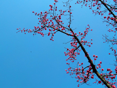 梅花