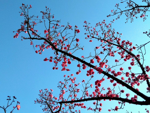 梅花