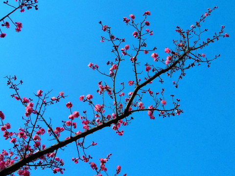 梅花