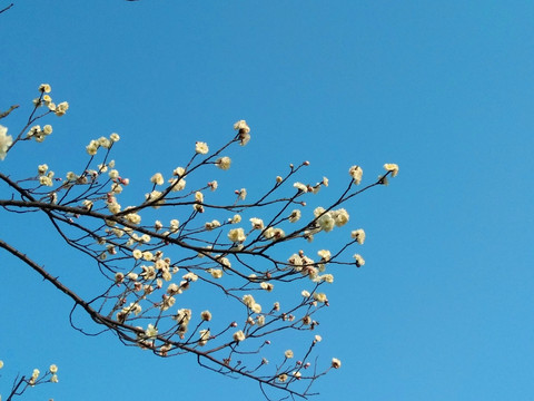 梅花