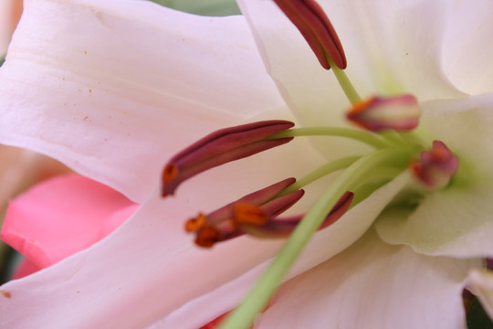 百合花红色背景
