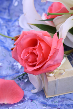 百合花 玫瑰花 紫色背景
