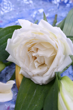 白色玫瑰花瓣绿叶真花